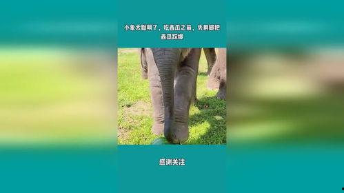 娱乐吃瓜小象是谁啊